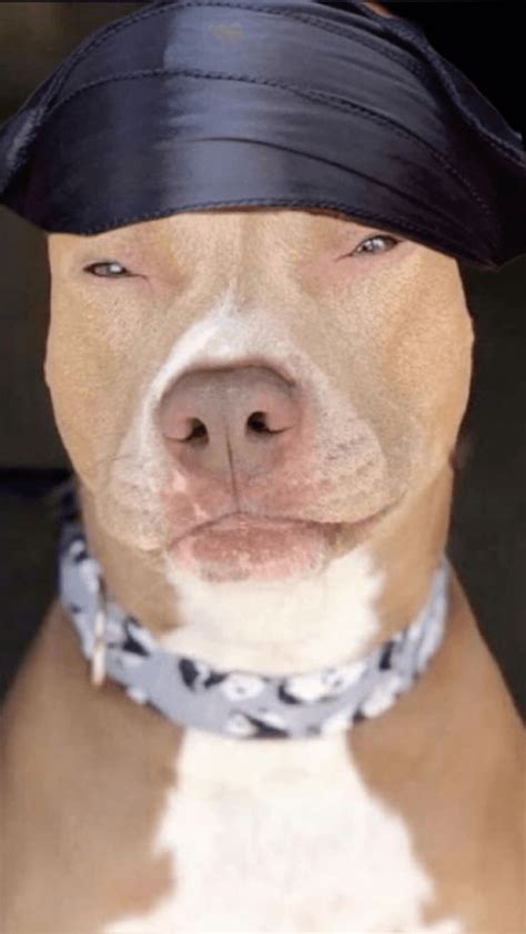 Dwif Dog Wif Durag