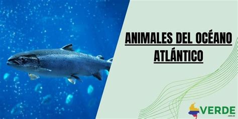 Animales del océano Atlántico Colombia Verde