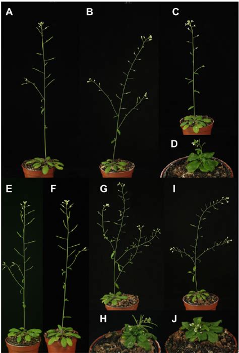 Phenotypes Of 4 Week Old Transgenic Plants That Express Mutant Aux Iaa Download Scientific