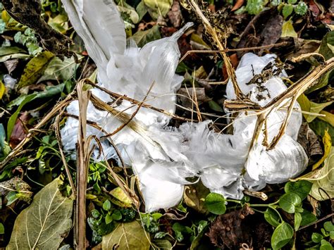 Frost Flowers