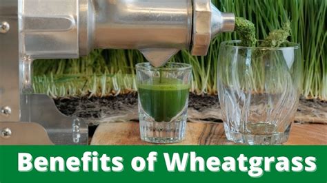 The Amazing Benefits Of Wheatgrass Youtube