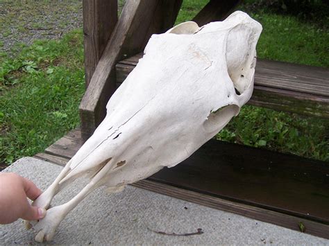 Geriatric Arabian Mare Skull 5 Upward Angle By Themidastouch On Deviantart