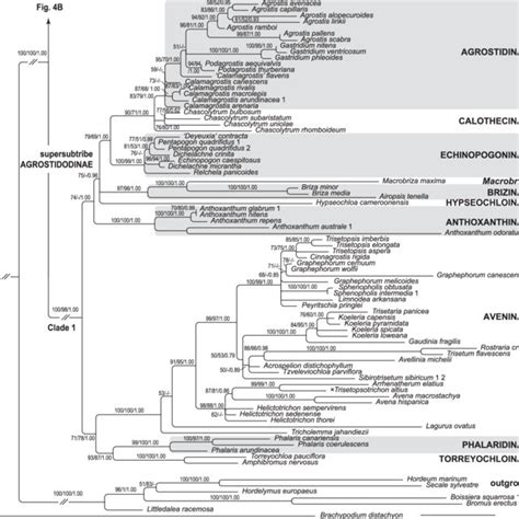 Maximum Likelihood Phylogram Of Poodae Inferred From Nrdna Sequences