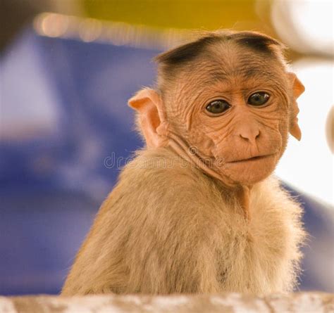 Portrait of Baby Bonnet Macaque Monkey Stock Image - Image of eyes ...