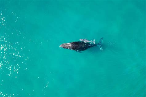 1,500+ Humpback Whale Feeding Photos Stock Photos, Pictures & Royalty ...