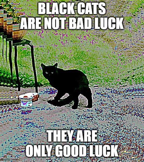 Black Cats Are Not Bad Luck Imgflip