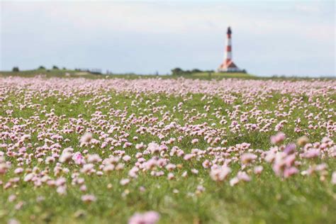 Pflanzen im Nationalpark Führung der Schutzstation Wattenmeer