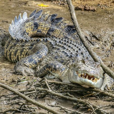 Crocodiles on the Daintree river Crocodiles , birds, snakes , scenery ...