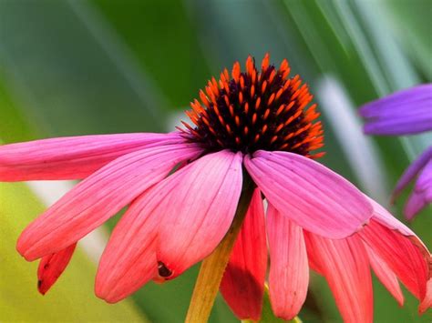 Cone Flower Echinacea Purpurea Free Photo On Pixabay