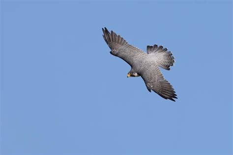 Barbary Falcon Falco Pelegrinoides Information Earth Life