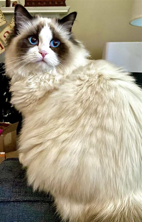 Ragdoll Munchkin Cat? {Exploring This Cat's Unique Characteristics ...