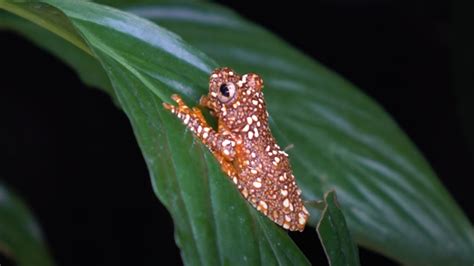 Cette jeune grenouille volante a une technique bien particulière pour