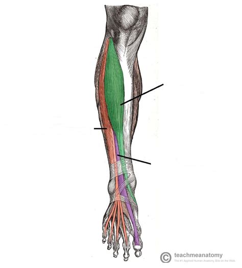 Muscles in the Anterior Ankle Diagram | Quizlet