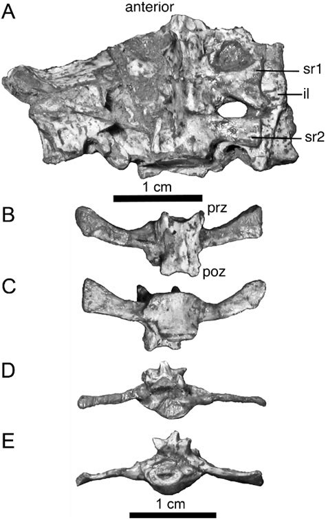 Cynognathus Seeley 1895 Plazi Treatmentbank