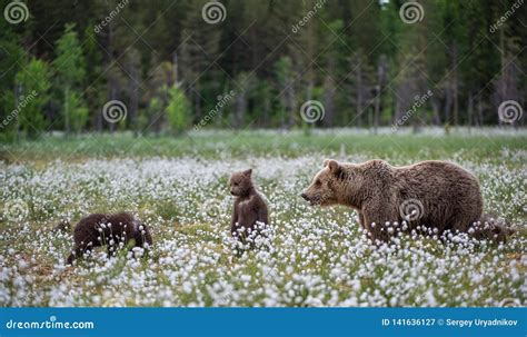 She Bear And Bear Cubs Of Brown Bear In The Forest At Summer Time Stock