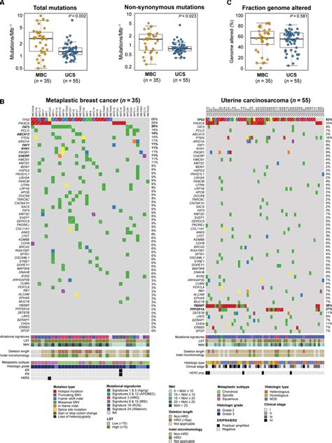 Repertoire Of Somatic Mutations In Metaplastic Breast Carcinomas And