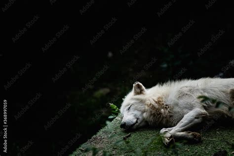 Foto de Loup blanc arctique en train de dormir dans la forêt do Stock