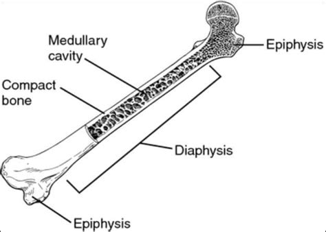 Medullary Cavity Of Bone