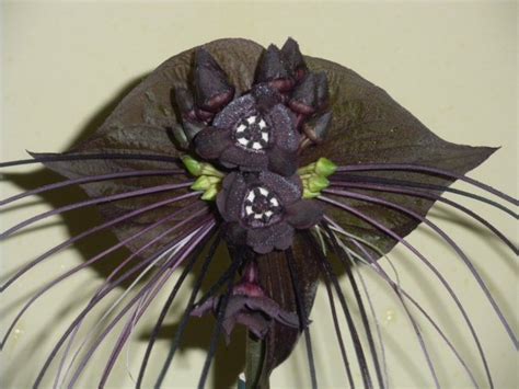 Black bat flower by bluediabolo on DeviantArt