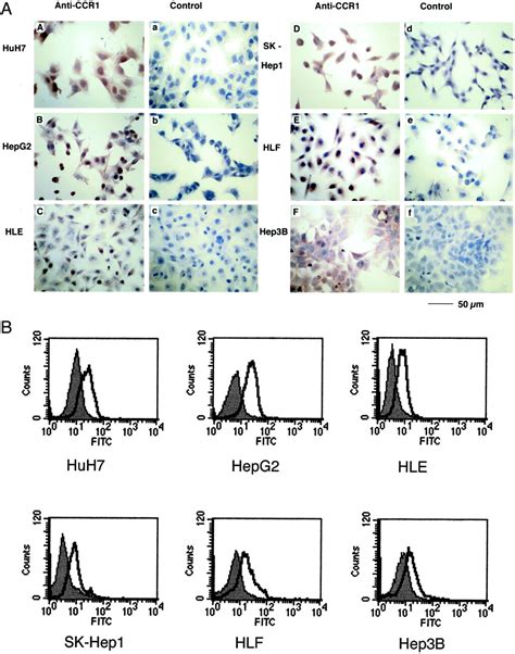 Potential Interaction Between Ccr1 And Its Ligand Ccl3 Induced By