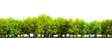 Trees Background PNGs for Free Download