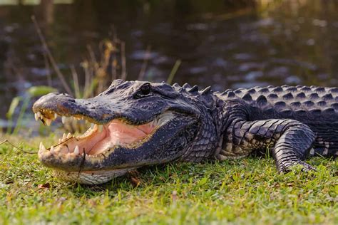 10 Incredible Alligator Facts - A-Z Animals