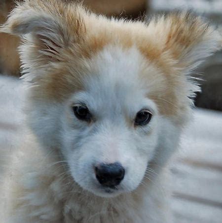 Cute Cute Golden Retriever Husky Mix Puppy L Sanpiero