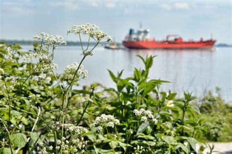 Ships on the Mersey and high and low tides on Sunday, May 31 - Liverpool Business News