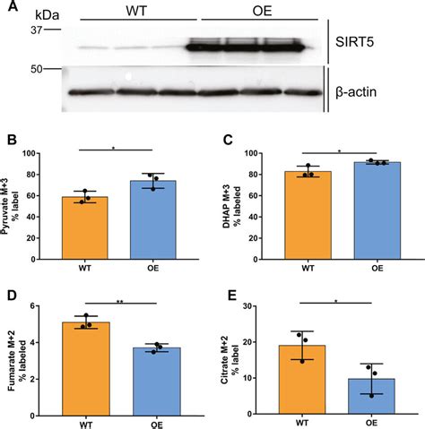 Overexpression Of Sirt In Hk Cells In Low Glucose A Western Blot