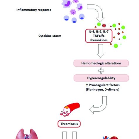 The Link Between Sars Cov 2 Infection Inflammation Cytokine Storm And