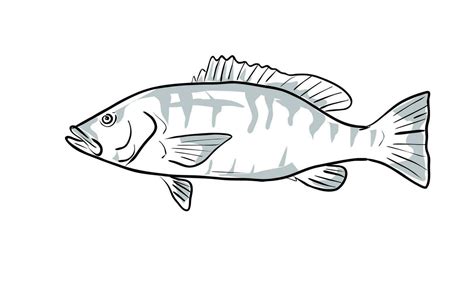 cubera snapper Fish Gulf of Mexico Cartoon Drawing 26726731 Vector Art at Vecteezy