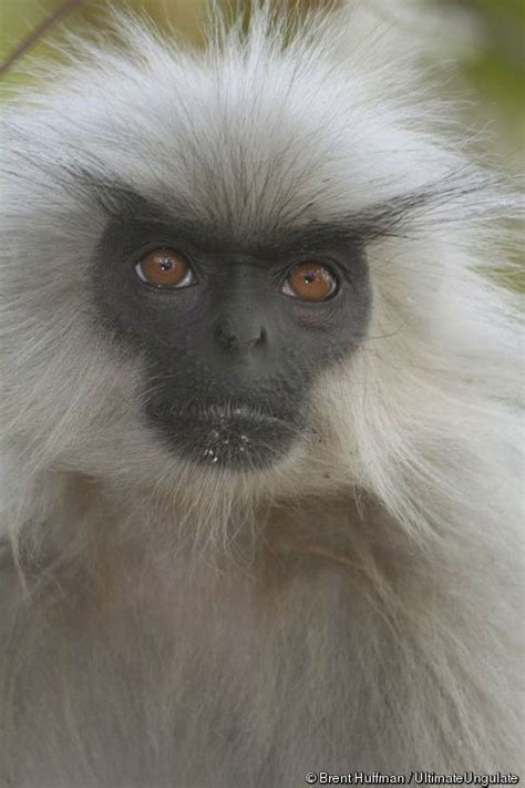 Gee's golden langur - Alchetron, The Free Social Encyclopedia