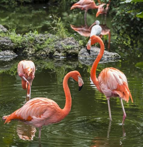 Flamingo eating — Stock Photo © Joingate #1980088