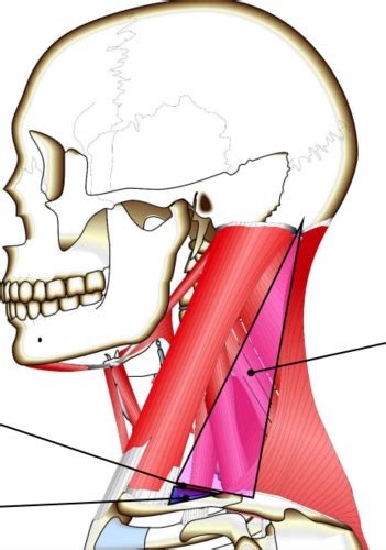 Neuro Myology Neck Flashcards Quizlet