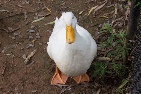 Duck Breeds: 14 Breeds YOU Could Own and Their Facts at a Glance