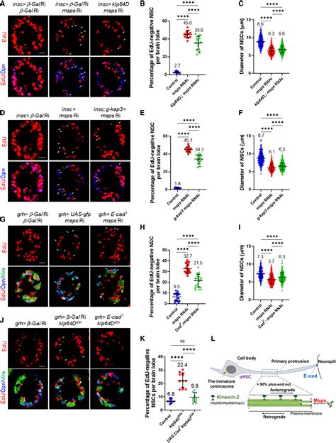 Msps Governs Acentrosomal Microtubule Assembly And Reactivation Of