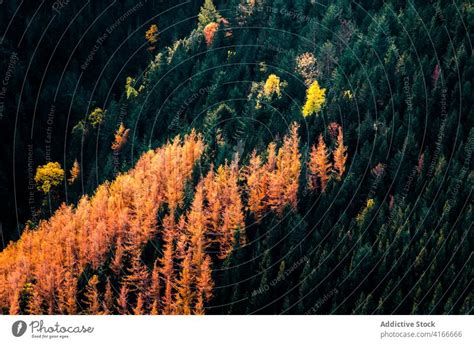 Bunte Dichte Herbstliche Waldlandschaft Ein Lizenzfreies Stock Foto