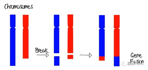 一叶知因丨基因科普之gene Fusionctrna染色体蛋白质ctc血细胞基因 健康界