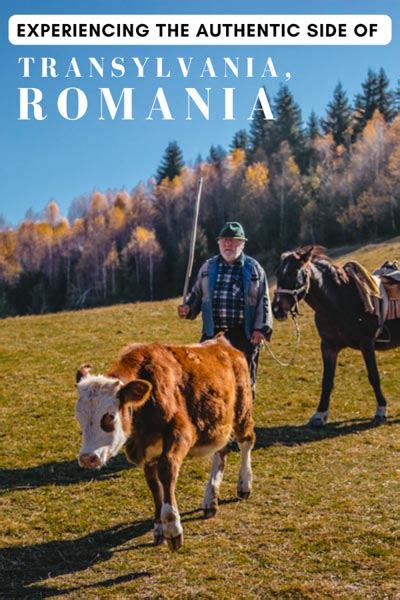 Hiking in the Carpathian Mountains on a Romania Escorted Tour ...