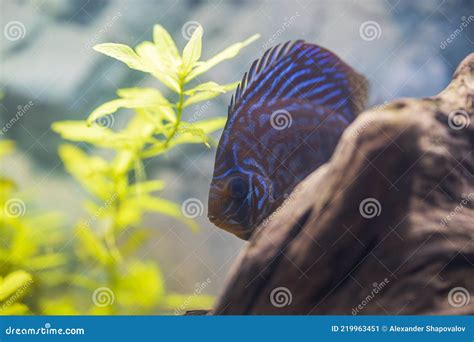 Close Up View Of Gorgeous Tiger Turks Discus Aquarium Fish Stock Image