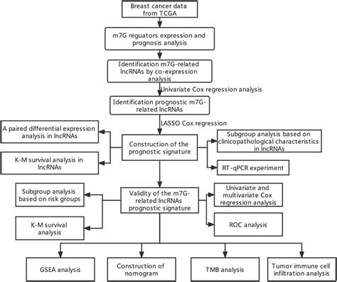 Frontiers A Novel Prognostic Signature Based On N7 Methylguanosine