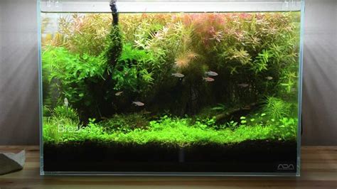 Planted Tank Mini Nature Aquarium Breakdown Youtube