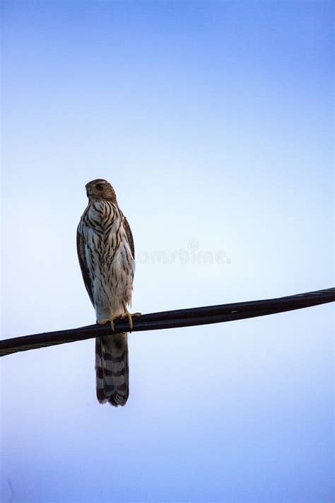 Juvenile Light Morph Red Tailed Hawk Buteo Jamaicensis Perches On A