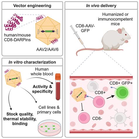 T Cell Specific In Vivo Gene Delivery With Dart Aavs Targeted To Cd