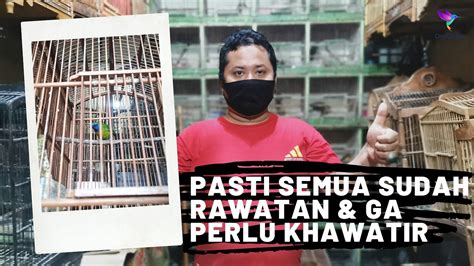 Review Dan Update Harga Burung Rawatan Burung Gacoran Di Pasar Burung