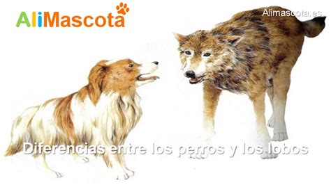 Diferencias Entre Los Perros Y Los Lobos Alimascotaes