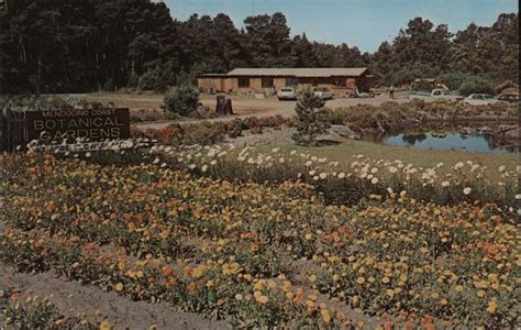 Mendocino Coast Botanical Gardens Fort Bragg, CA Postcard