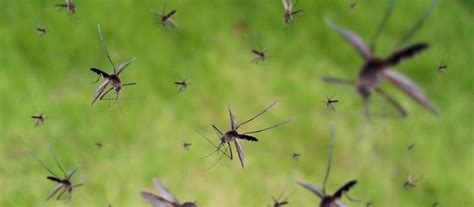 When To Begin Your Long Island Mosquito Squad Spray Regimen