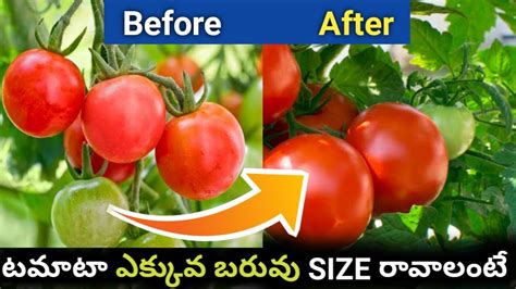 How To Increase Fruit Size Tomato Sagu Telugu PGR In Tomato YouTube