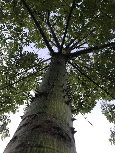 Espinhos no tronco da árvore ceiba insignis Foto Premium